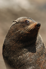 seal head New Zealand Fur Seals - Pohatu penguins